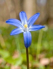 Close-up of a vibrant blue flower (1)
