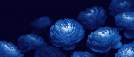 Close-up of luminous blue ranunculus flowers glowing softly in dark background, dreamy floral detail photography for social media faceless digital content marketing
