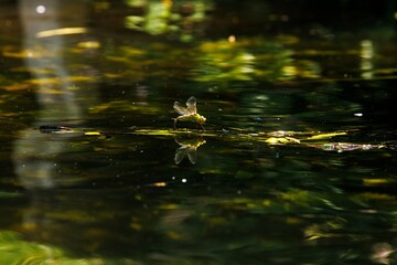 Dragonfly laying eggs on river