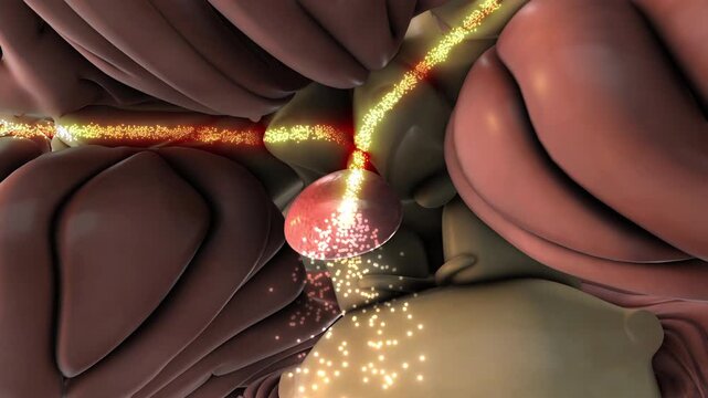 Human Brain with Glowing Pituitary Gland Hormone