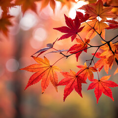Fototapeta premium Vibrant red and orange autumn maple leaves with soft bokeh background beauty