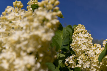 spring park with blooming yellow lilac flowers in the spring season close up, a group of flower inflorescences