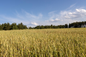 rye in the evening , production of agricultural rye plants, landscape