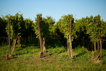 Shot of rows of lush vines in a vineyard on a summer day