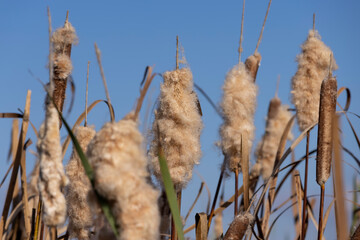 reeds growing on the riverbank in the autumn season, reed fluff against the blue sky on the riverbank in the autumn season