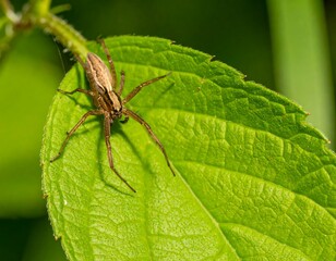 Close-up of a spider on a leaf (1)