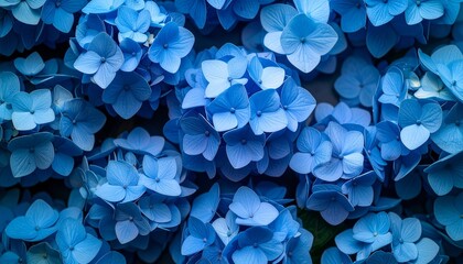 “Dense cluster of vibrant blue hydrangea flowers, close-up texture and petal detail, rich natural bloom”