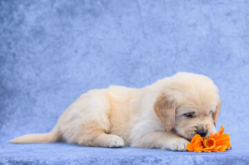 Little puppy dog ​​golden retriever labrador sits on blue background. Isolated puppy