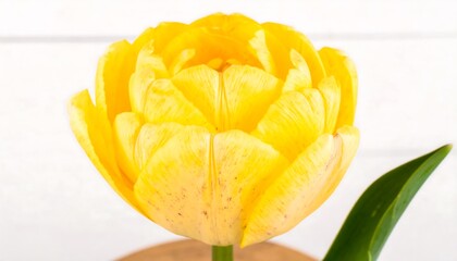 Close-up of a vibrant yellow tulip