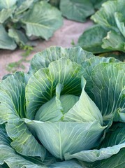 Harvest organic cabbage