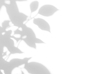 shadow overlay effect of natural tree leaves shadow over on white wall background,realistic summer sunlight abstract shadow overlay