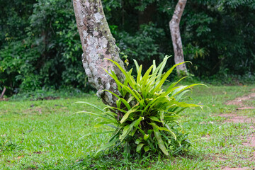 Fern Growing on Tree Trunk in Lush Forest with Sunlight