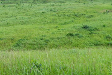 Green Grass Field on Hillside