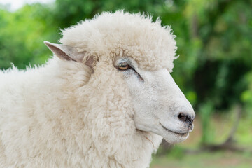 Fototapeta premium Side View Close-up of White Sheep