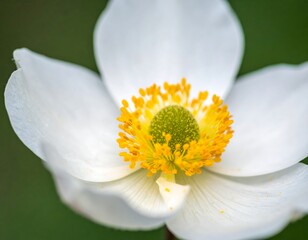 Close-up of a white flower (2)
