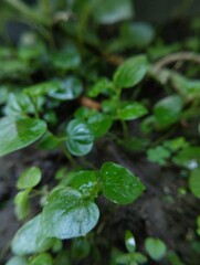 Tiny, vibrant green sprouts emerge from the soil, their leaves still glistening with droplets of water.