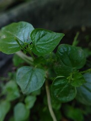 Tiny, vibrant green sprouts emerge from the soil, their leaves still glistening with droplets of water.