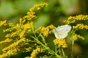 Delicate white butterfly resting on a blooming flower