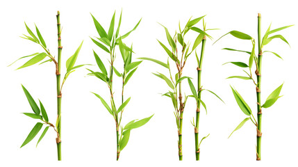 Obraz premium Four stalks of green bamboo plants isolated on transparent background