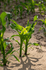 agricultural field with green corn sprouts in the summer, monocultural corn field for animal feed production
