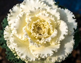 Close-up of a white ornamental cabbage