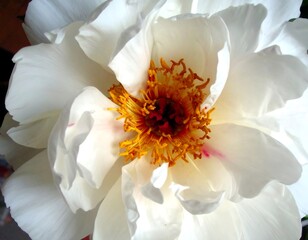Close-up of a white peony