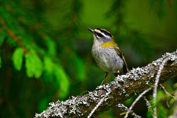 Common firecrest // Sommergoldhähnchen (Regulus ignicapilla / Regulus ignicapillus)