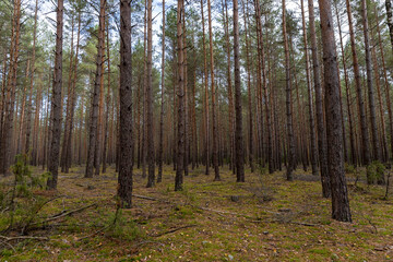 Fototapeta premium tall pine trees in a coniferous forest in the autumn season during leaf fall, changes in nature during the autumn season in a forest with old and tall pines