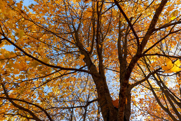 Obraz premium the orange foliage of maples hanging on the branches of a tree during the autumn fall
