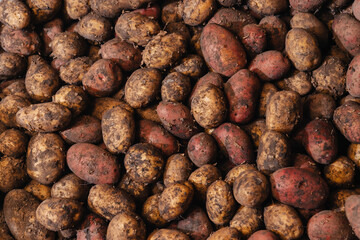 Freshly harvested potatoes with soil on surface background