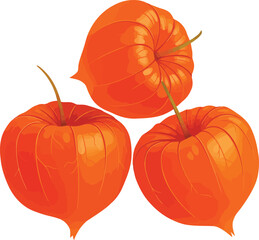 Vibrant orange chinese lanterns fruit close-up fresh autumn harvest vector
