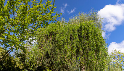 green soft needles of larch in the spring season, new needles on European larch in sunny weather on a warm spring day
