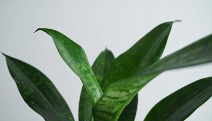 Close-up of a ZZ plant