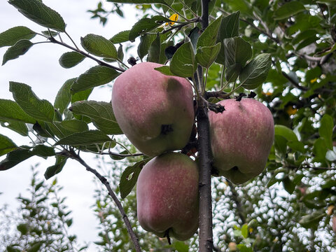 Fresh healthy Apple fruits ripening ready to picking. A healthy fruit with delicious taste. Natural fruit set background without any disease. Red ripen Apple harvest