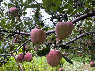 Fresh healthy Apple fruits ripening ready to picking. A healthy fruit with delicious taste. Natural fruit set background without any disease. Red ripen Apple harvest