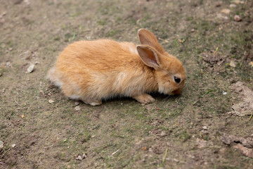 A small red rabbit in a yard with lots of holes and holes, one small red rabbit on the ground in a yard without grass