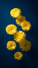 Naklejka premium Bright yellow gerbera flowers arranged simply against a deep blue backdrop, evoking spring freshness. 
