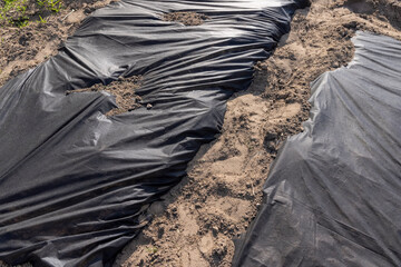 the ground in the field is covered with black dense cellophane to slow down or kill weeds, black dense mulch to control weeds