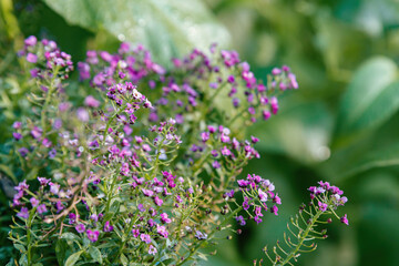 Fototapeta premium Purple alyssum flowers blooming in green garden with morning dew