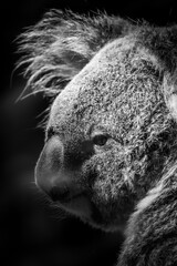 Koala im Profil schwarzweiß