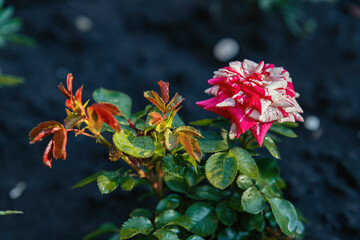 Two tone red and white rose flower with green leaves in garden