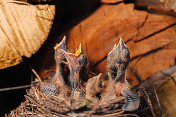 Close-up of hungry baby birds in nest with open beaks waiting for food