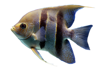 Striped angelfish with blue spots, isolated on transparent background. Vibrant colors, detailed fins. background removed