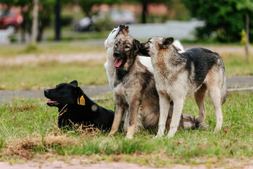 several friendly stray dogs are sitting on the lawn next to each other.