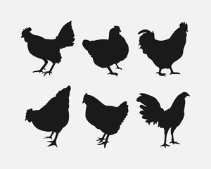 set of silhouettes of chicken hen and rooster with different poses, gestures. isolated on white background. vector illustration.