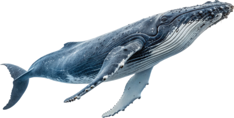 whale on white background