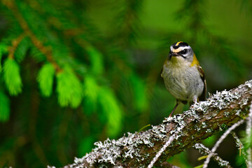 Common firecrest // Sommergoldhähnchen (Regulus ignicapilla / Regulus ignicapillus)