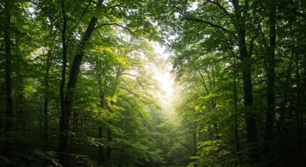 Obraz premium Sunlit Forest Path: Green Canopy And Sunlight Beams