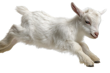 Fototapeta premium Adorable white baby goat mid-leap, isolated on a transparent background. background removed