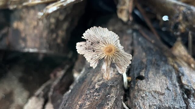Pleated Inkcap Mushroom Closeup | Parasola plicatilis Macro Nature Video